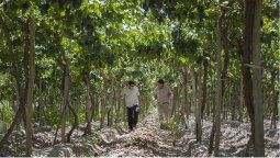 Sociedad Rural del Valle de Uco denunció a bodegas por violar la lealtad comercial