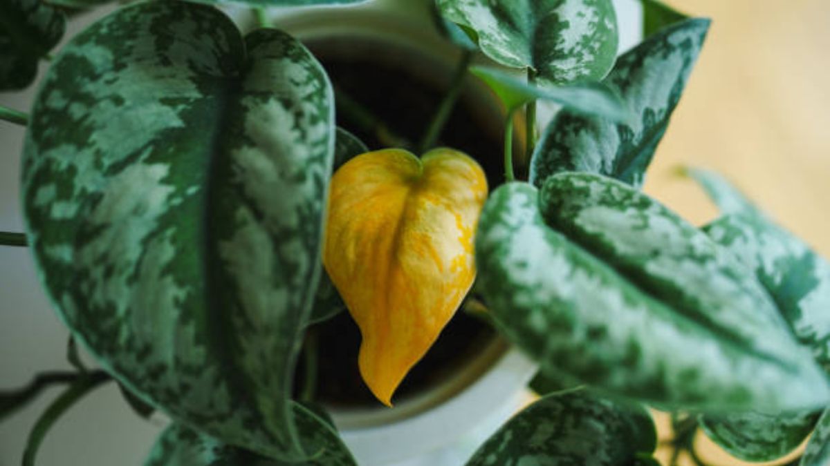 No es por enfermedad: esto significa que tu planta tenga una sola hoja amarilla