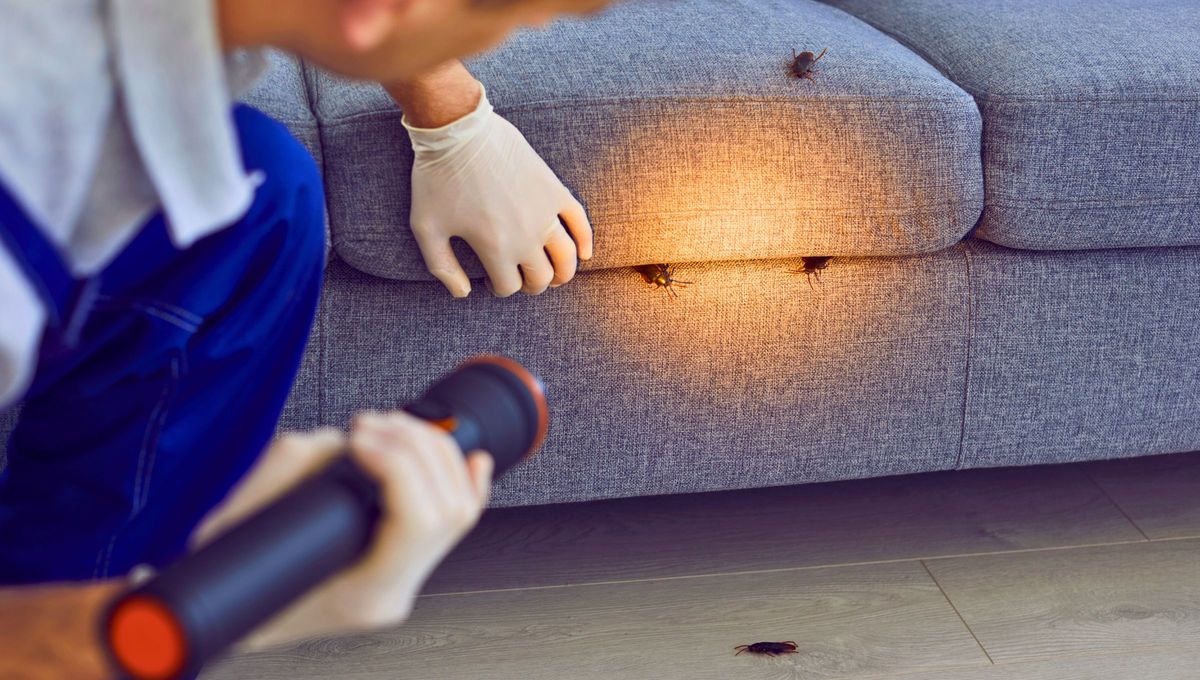 Las cucarachas son insectos muy ingeniosos que pueden entrar a tu casa de varias formas diferentes. Fuente Canva. Las cucarachas son insectos muy ingeniosos que pueden entrar a tu casa de varias formas diferentes. Fuente Canva.