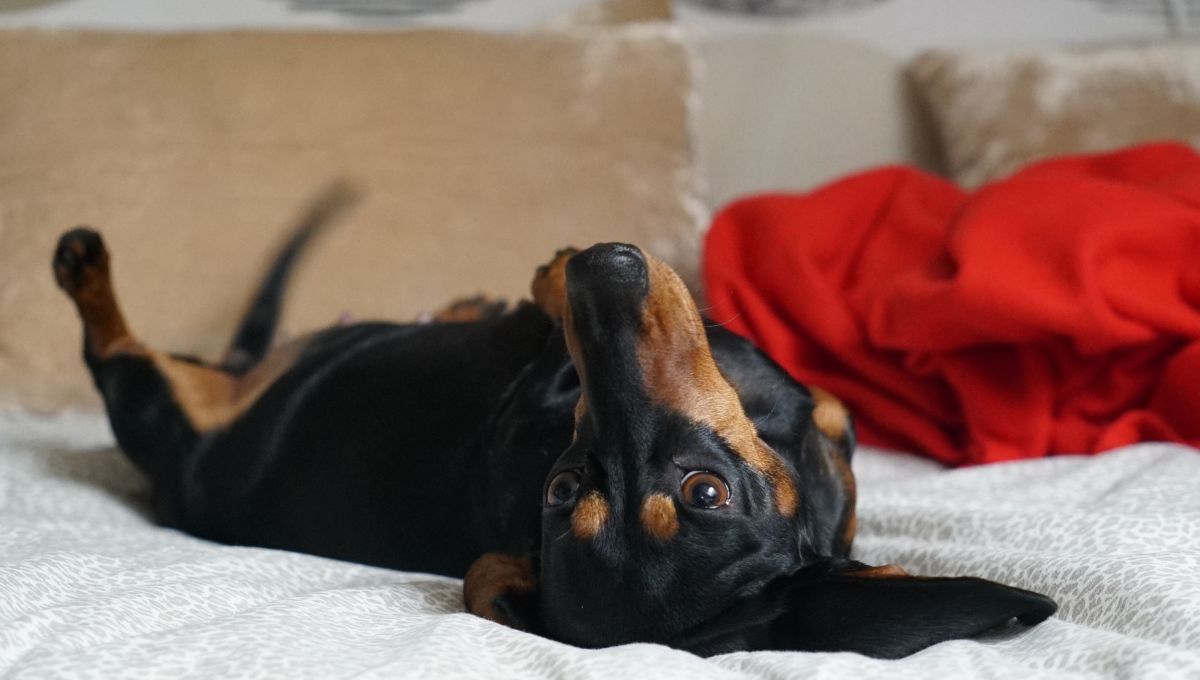 Elimina el olor a perro con remedios y mezclas caseras. Elimina el olor a perro con remedios y mezclas caseras. 