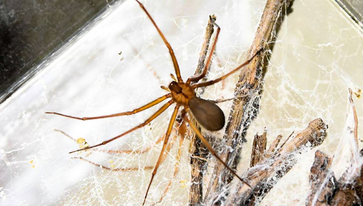 Los huevos de la araña violinista miden alrededor de un centímetro de diámetro