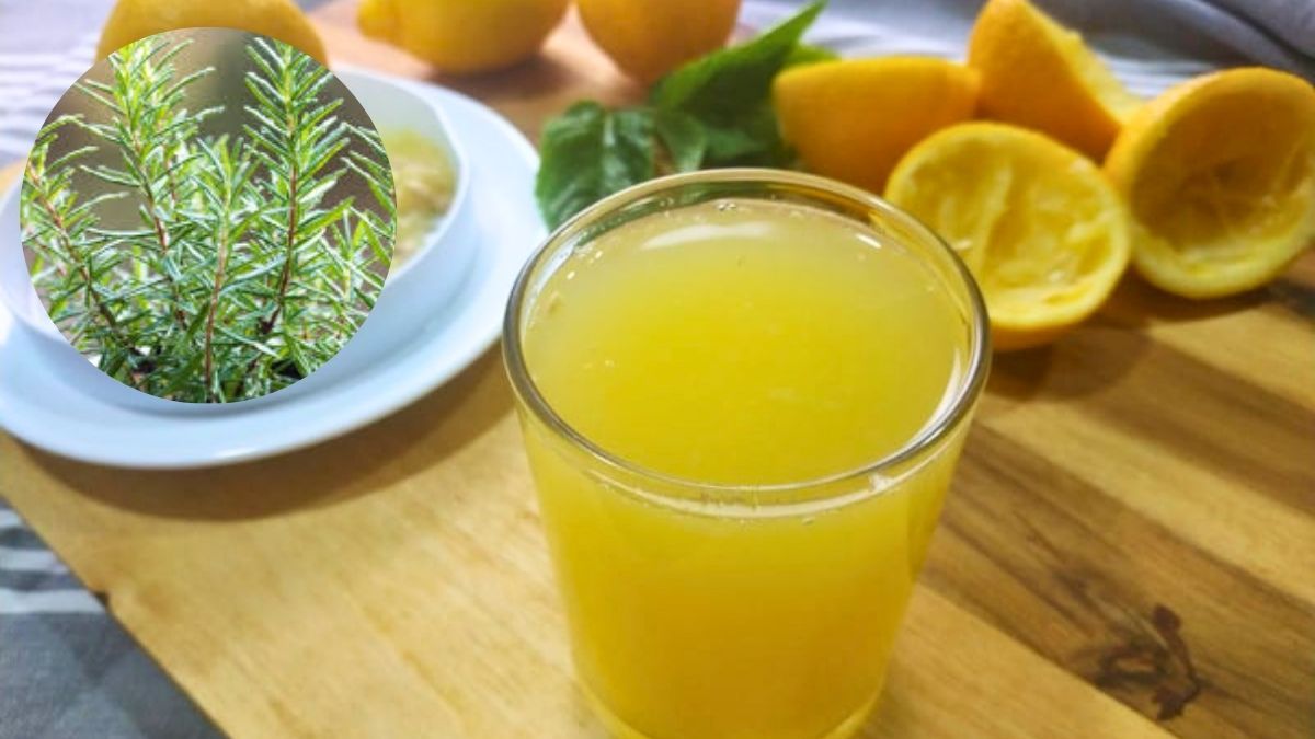 Planta de romero: cómo utilizar el jugo de limón para que se mantenga verde todo el año