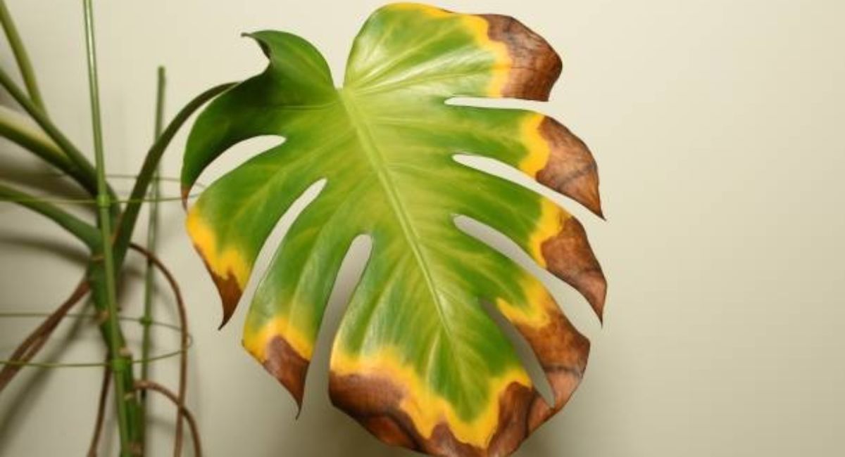 Jardinería: por qué las hojas de las plantas se vuelven amarillentas.
