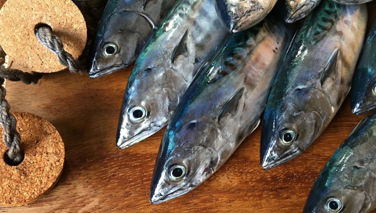 Pescado bonito. Pescado bonito.