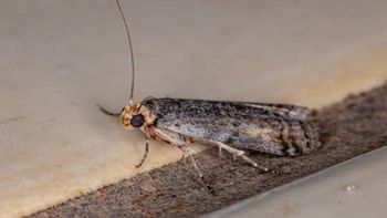 Adiós polillas: el truco infalible para erradicar la plaga de los muebles de la cocina Adiós polillas: el truco infalible para erradicar la plaga de los muebles de la cocina