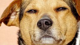 El perro tiene una vista muy diferencia a la del ser humano, con puntos a favor y en contra.