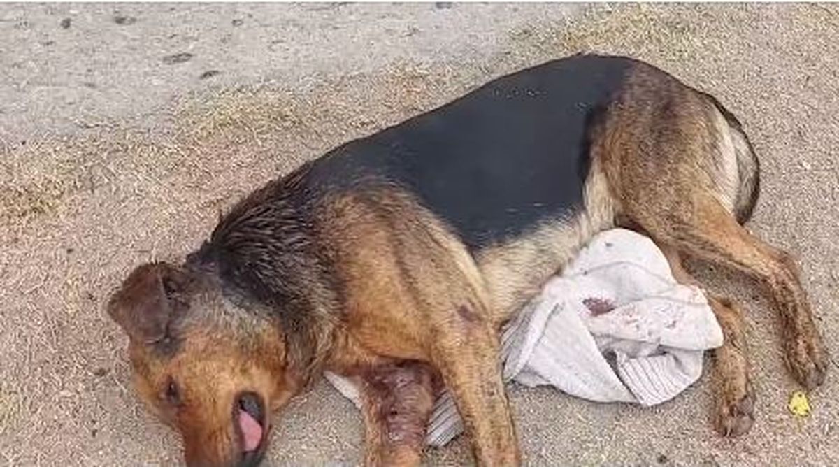 Un perro sufrió heridas causadas por un puma. Foto: TVA. Un perro sufrió heridas causadas por un puma. Foto: TVA.