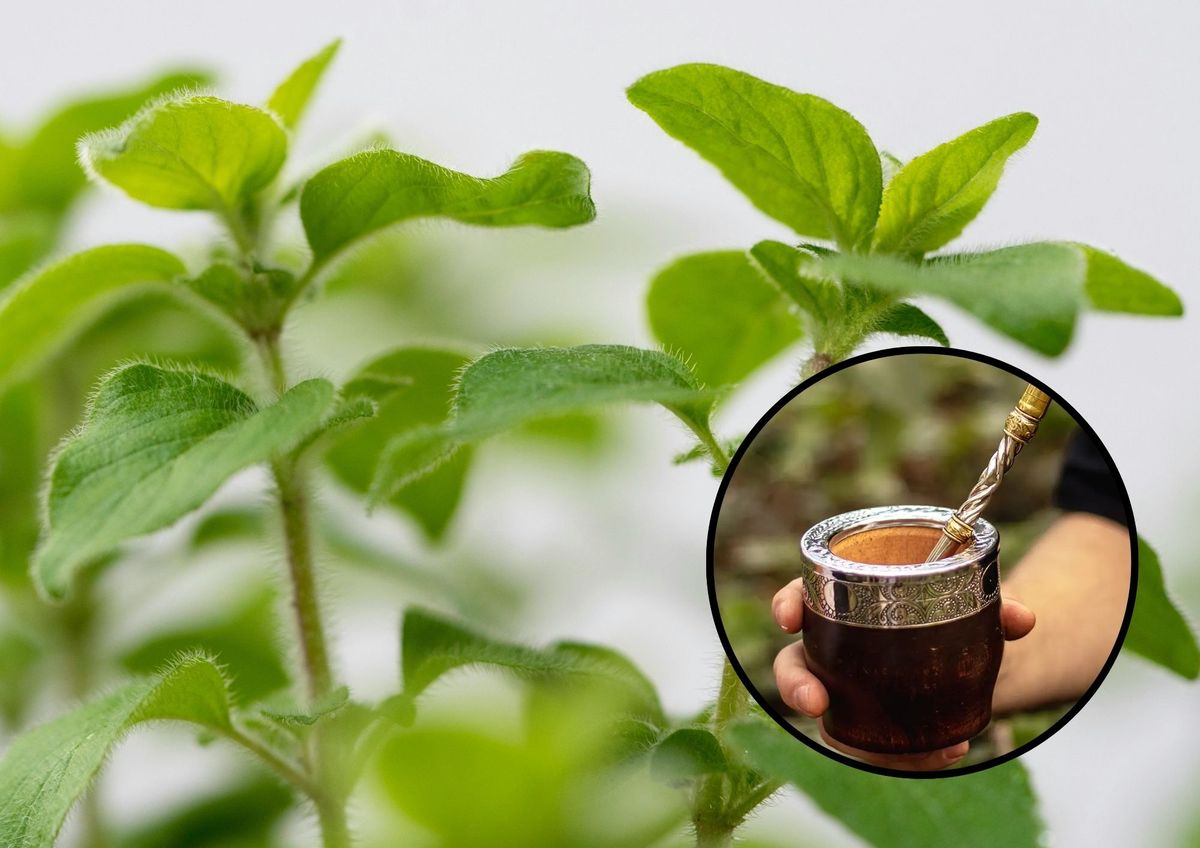 La planta perfecta para saborizar el mate