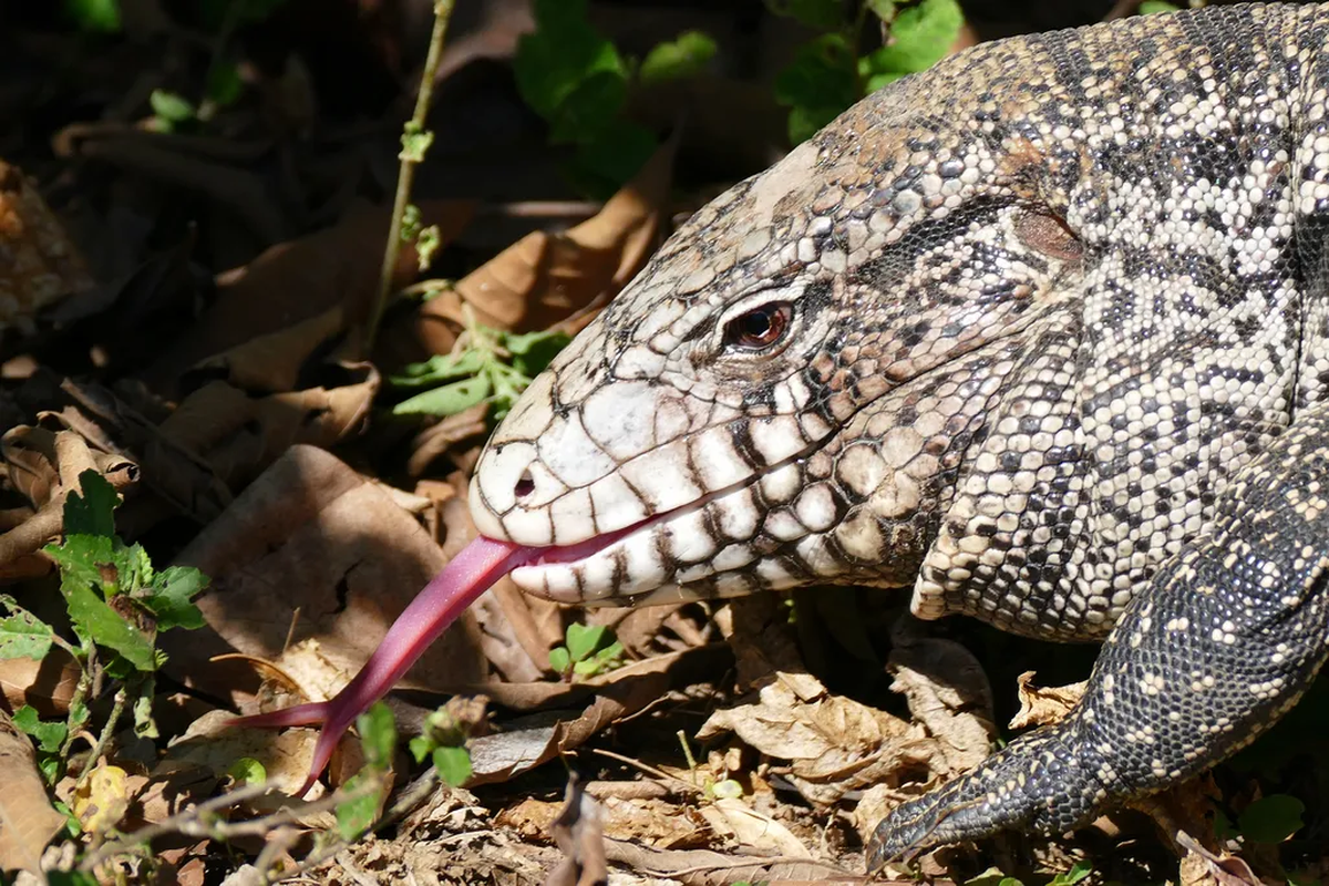 El descubrimiento suma a la larga historia de los lagartos en Florida. El descubrimiento suma a la larga historia de los lagartos en Florida.