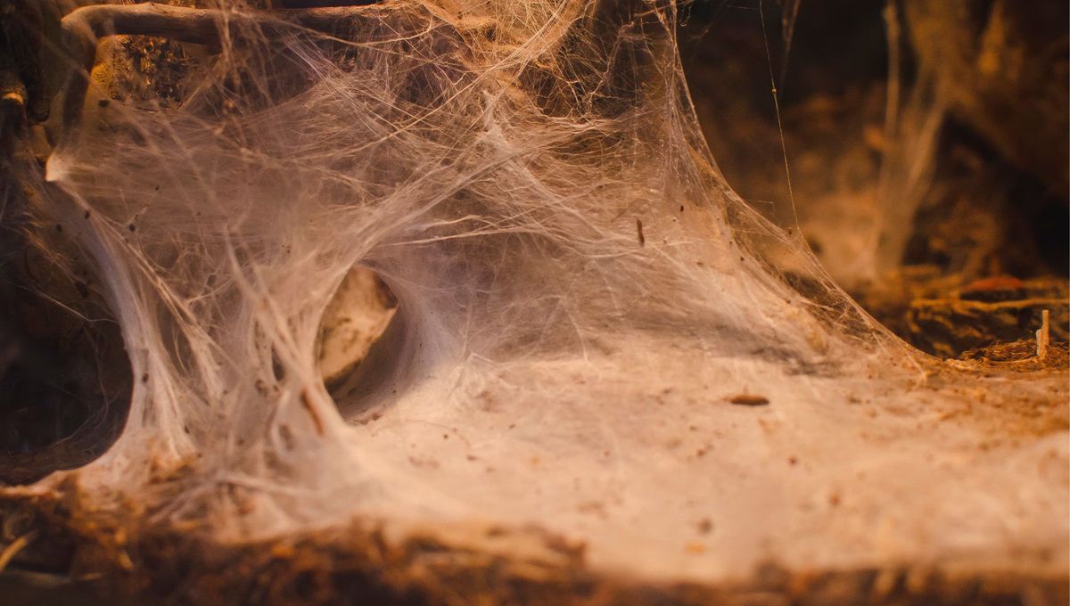 Una red de telaraña con 106 metros cuadrados funciona como ciudad para 110.000 arañas