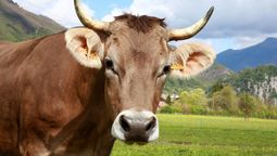 Un peón rural intentó violar a una vaca pero el animal le metió una patada y lo mató