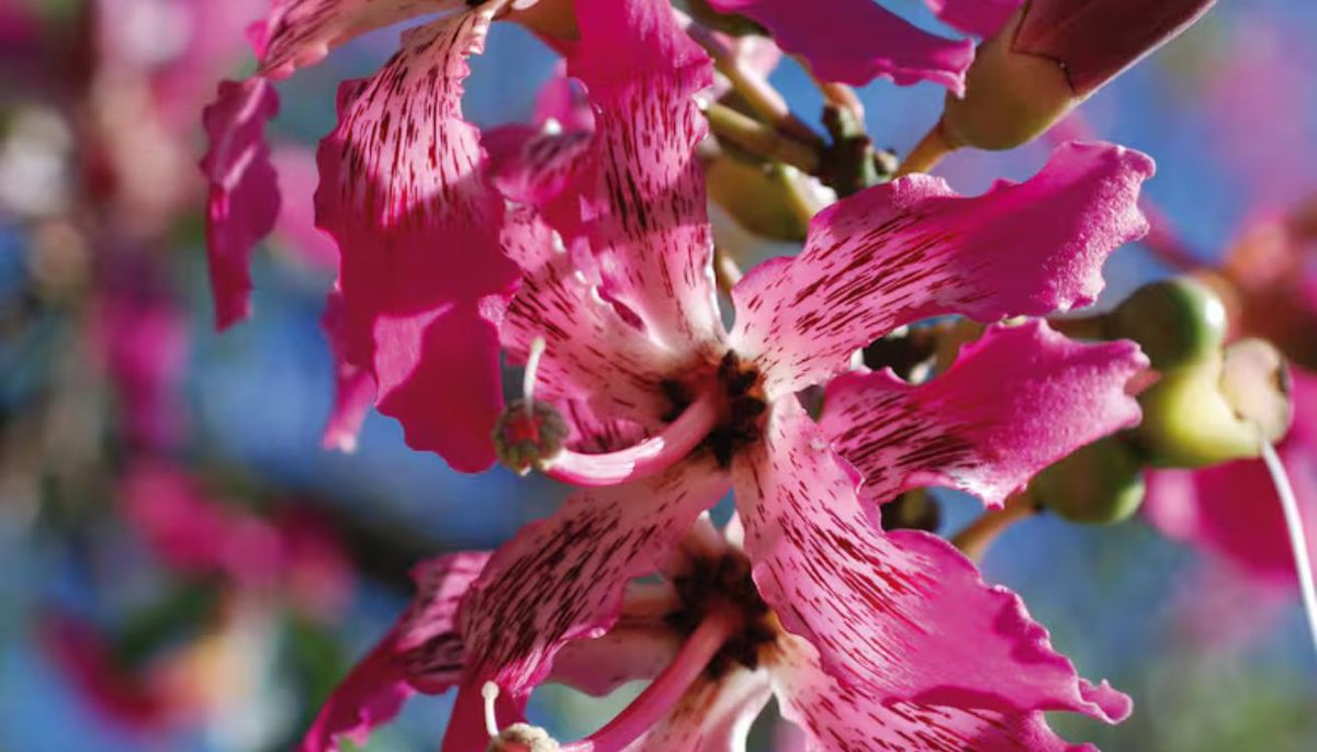 Ni magnolia ni dama de noche: el árbol que inunda el jardín de perfume