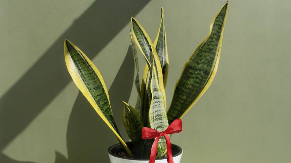Feng Shui: por esta razón debes colocar una cinta roja en la sansevieria. Feng Shui: por esta razón debes colocar una cinta roja en la sansevieria.