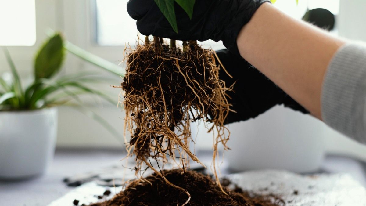 Uno de los motivos principales para trasplantar una planta es cuando las raíces sobresalen de la maceta Uno de los motivos principales para trasplantar una planta es cuando las raíces sobresalen de la maceta