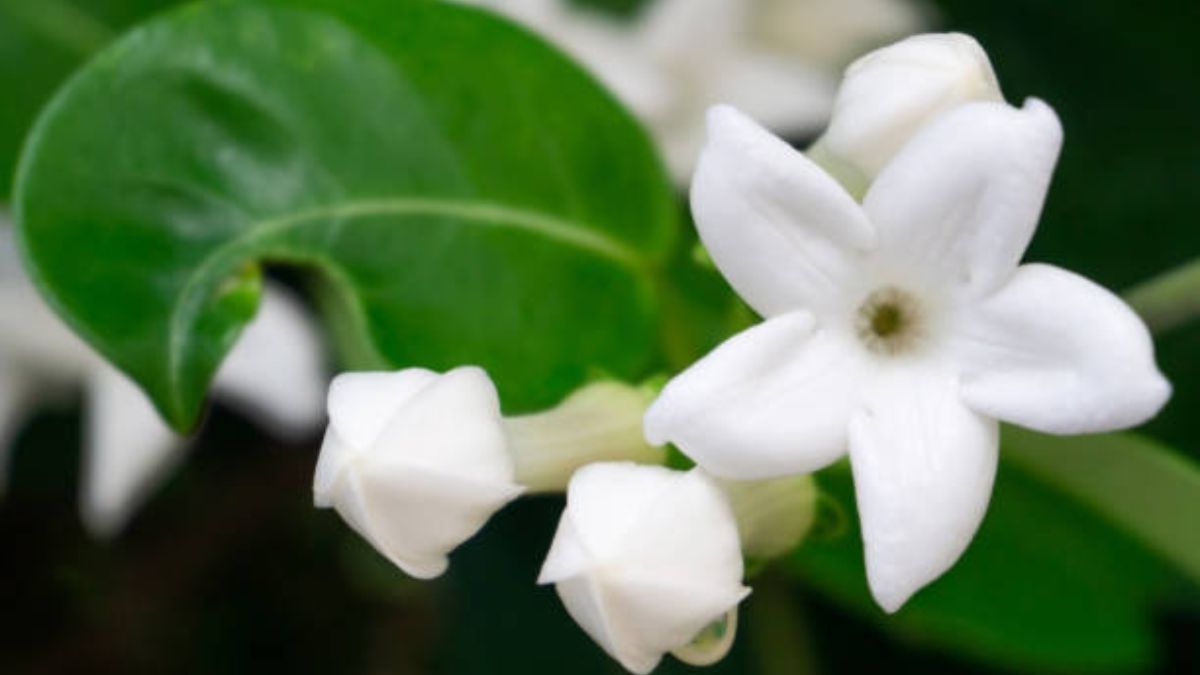 El secreto de jardinería para reproducir un jazmín por esqueje.