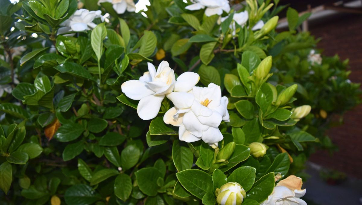 El momento ideal para trasladar su preciosa jazmín blanco es entre finales de primavera y principios de verano. El momento ideal para trasladar su preciosa jazmín blanco es entre finales de primavera y principios de verano. 