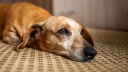 El perro y su olfato pueden llegar a predecir la muerte, gracias a las necromonas que despide una persona antes de morir.