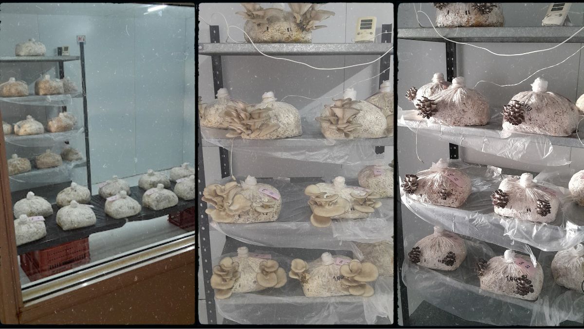 Así crecen los hongos en el laboratorio del INTA. Lo que se encuentra dentro de la bolsa es el sustrato elaborado con el residuo de la poda. Así crecen los hongos en el laboratorio del INTA. Lo que se encuentra dentro de la bolsa es el sustrato elaborado con el residuo de la poda.