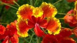 La planta nativa de México que tienes que cultivar en tu jardín. Imagen: argentinat