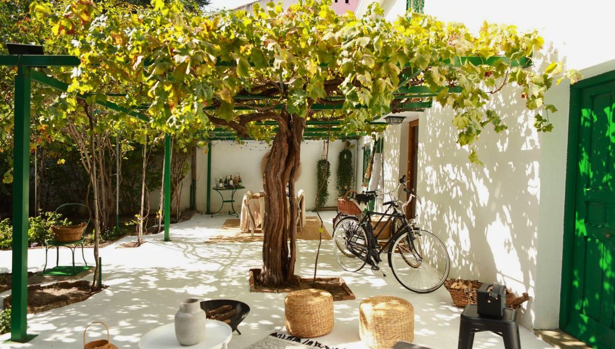 La enredadera que muchos tienen en el jardín de casa y puede bajar la temperatura sin gastar luz