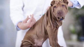Coronavirus: qué es la ivermectina que usan los veterinarios y se pide que se estudie para combatir el Covid-19