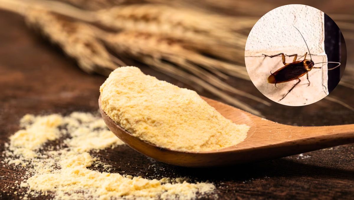Cómo eliminar a las cucarachas de la cocina usando un poco de harina: trampa casera efectiva