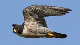 El animal más rápido del planeta Tierra caza a 320 km/h El animal más rápido del planeta Tierra caza a 320 km/h