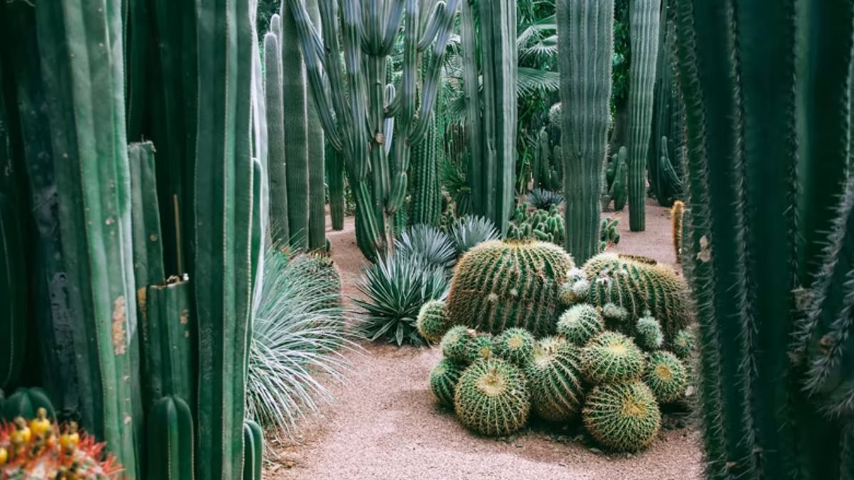 El cactus es una de las plantas que mejor se dan en tierra mendocina.