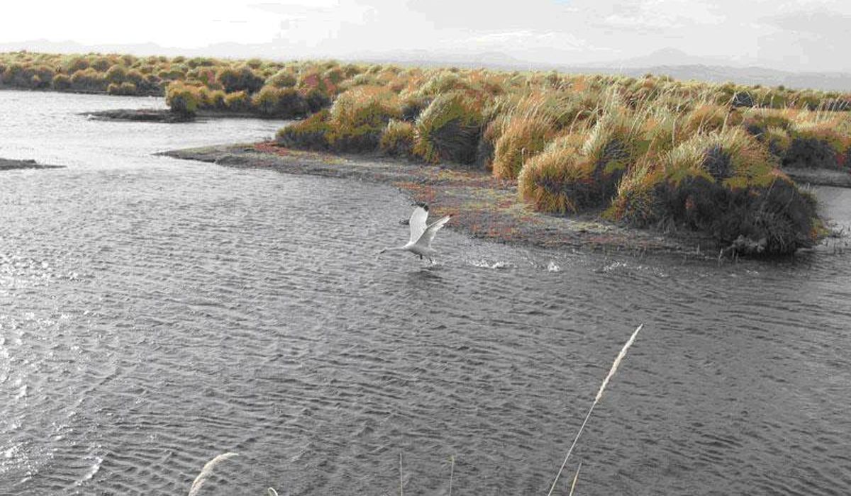 El anteproyecto del Código de Aguas prevé mecanismos de protección de humedales en Mendoza.
