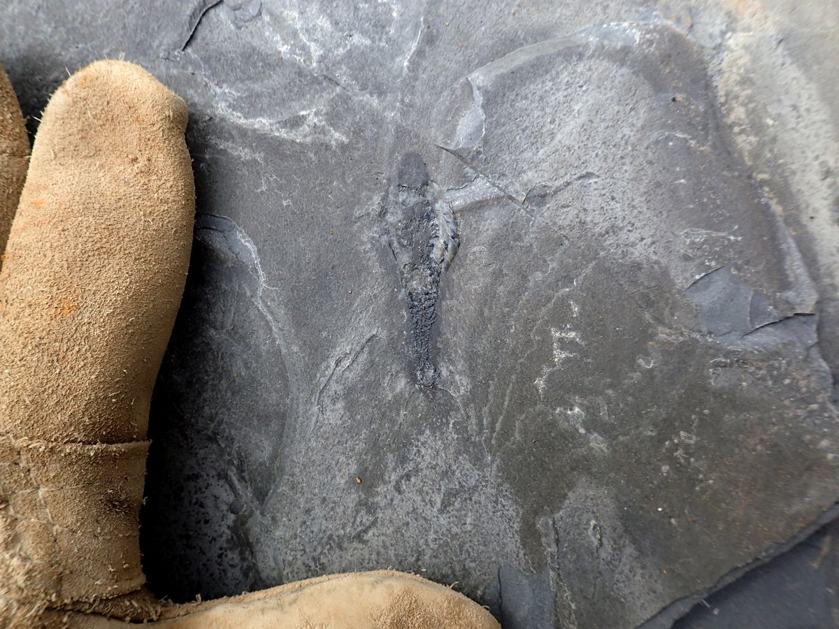 El descubrimiento es importante para la paleontología. El descubrimiento es importante para la paleontología.