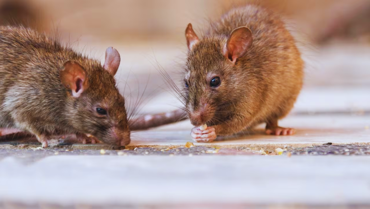 Las ratas son animales nocturnos y, en caso de verlos de día, significa que la madriguera está sobrepoblada