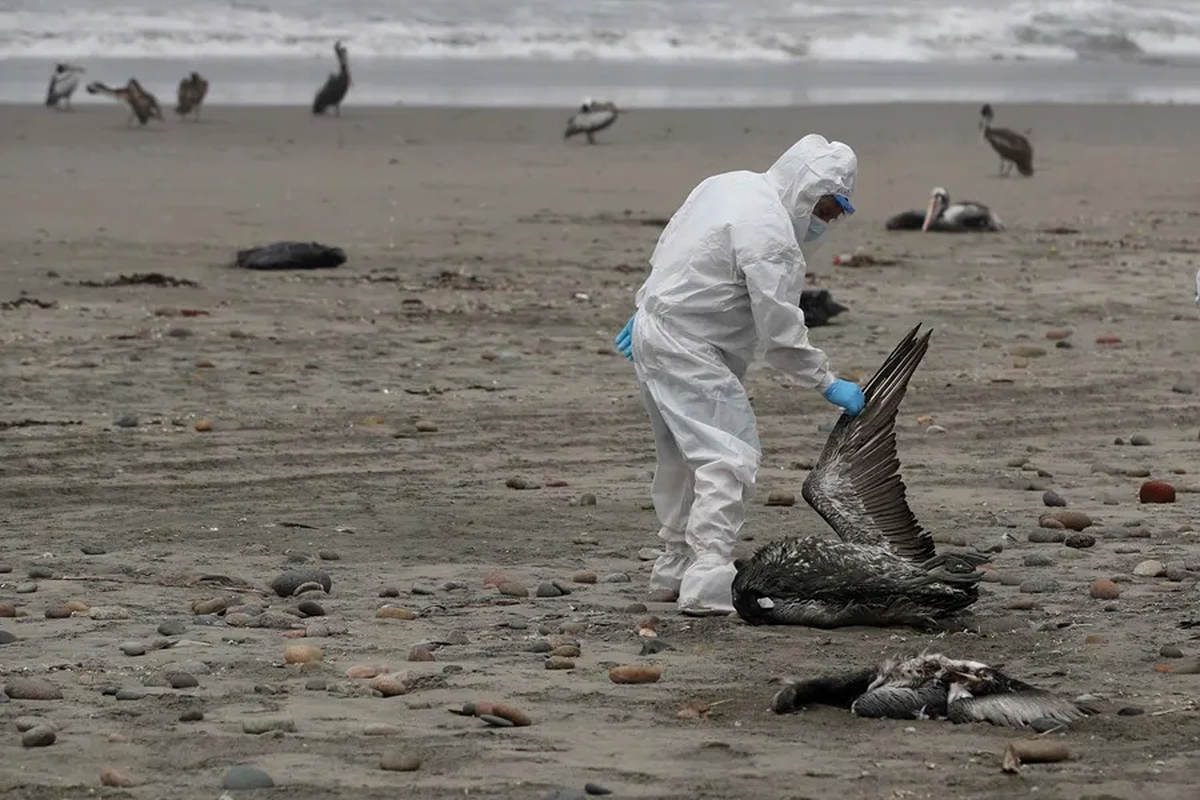 Personal recogiendo pelícanos muertos, posiblemente infectados con gripe aviar H5N1. Crédito: EFE/Paolo Aguilar. Personal recogiendo pelícanos muertos, posiblemente infectados con gripe aviar H5N1. Crédito: EFE/Paolo Aguilar.