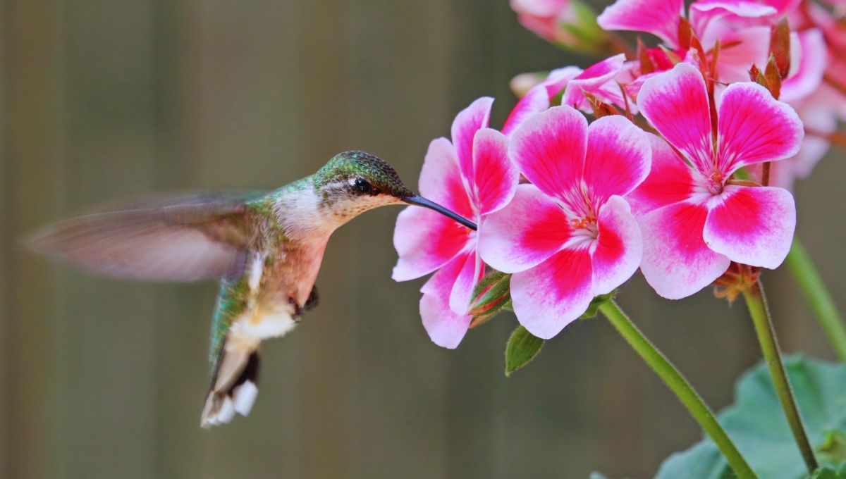 Científicos destierran una hipótesis y revelan cómo se alimenta realmente un colibrí