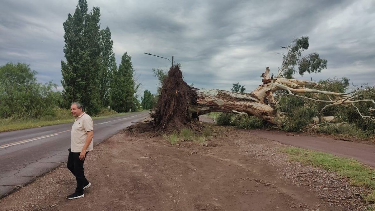 Vialidad Provincial retiró más de 50 eucaliptus en la Ruta 50, derribados por la acción de las tormentas con vientos huracanados. Vialidad Provincial retiró más de 50 eucaliptus en la Ruta 50, derribados por la acción de las tormentas con vientos huracanados.