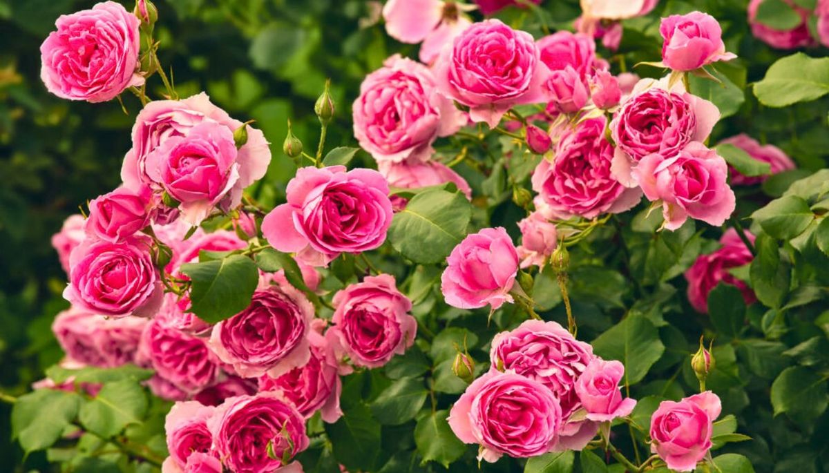 Los esquejes son tallos o ramas cortadas, aunque tienen que tener ciertas características. Imagen: Freepik. Los esquejes son tallos o ramas cortadas, aunque tienen que tener ciertas características. Imagen: Freepik.