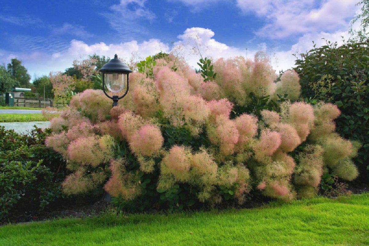 Este árbol ofrece textura, color y se puede cultivar en maceta