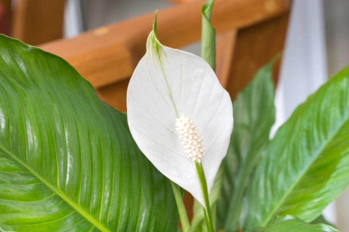 Estos cinco trucos de jardinería potenciarán el crecimiento de tus plantas de interior. Estos cinco trucos de jardinería potenciarán el crecimiento de tus plantas de interior.
