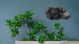 Plantas más lindas y sanas