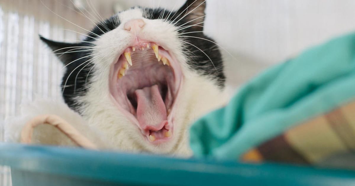 Si notas esta señal, es importante que recurras al veterinario. Si notas esta señal, es importante que recurras al veterinario. 