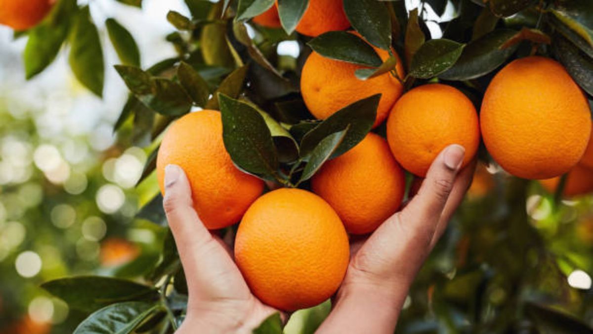 Cuáles son los errores que hacen que el árbol frutal no crezca en marzo, según expertos en jardinería