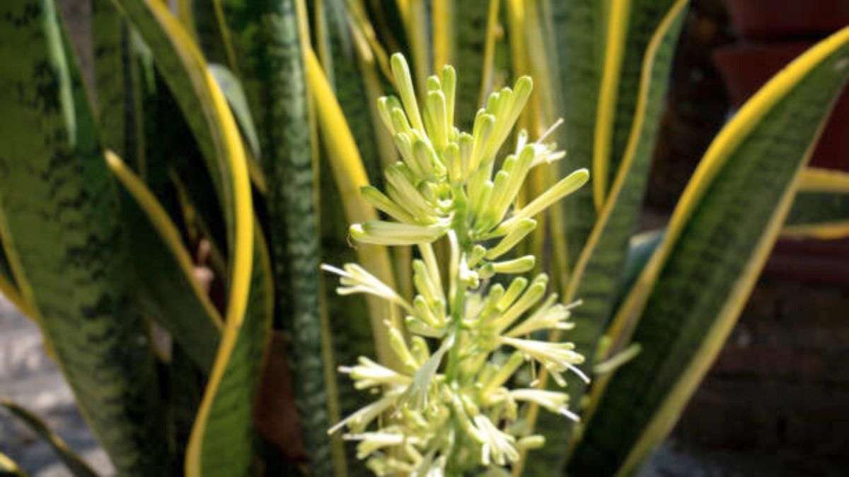 Descubre cómo preparar un abono casero para que la lengua de suegra tenga flores.