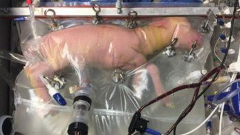 Útero artificial permite completar la gestación de corderos prematuros