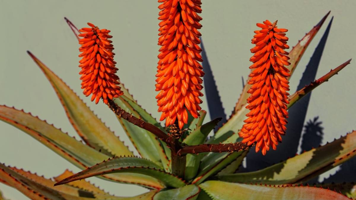 Cómo hacer para que tu planta de Aloe Vera florezca
