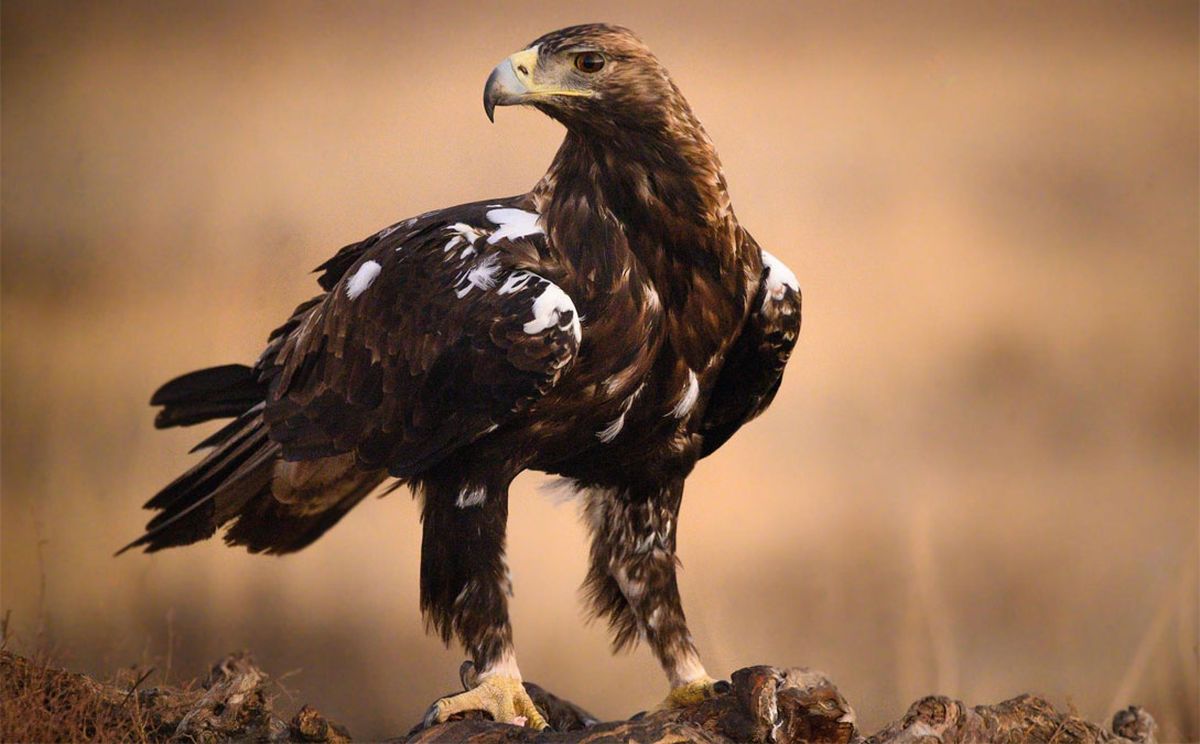 Cuáles son las diferencias que hay entre un cóndor, un águila y un halcón