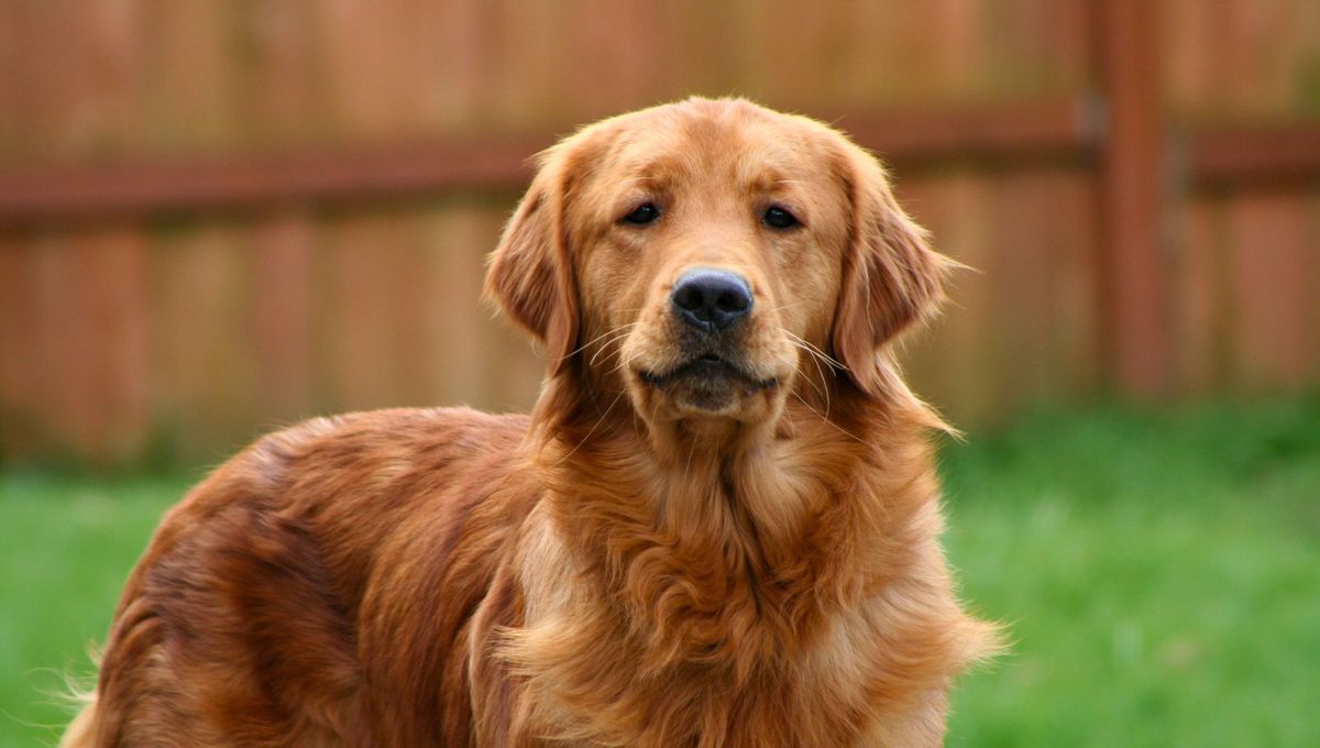 El golden tiene una cola mucho más pomposa y larga El golden tiene una cola mucho más pomposa y larga