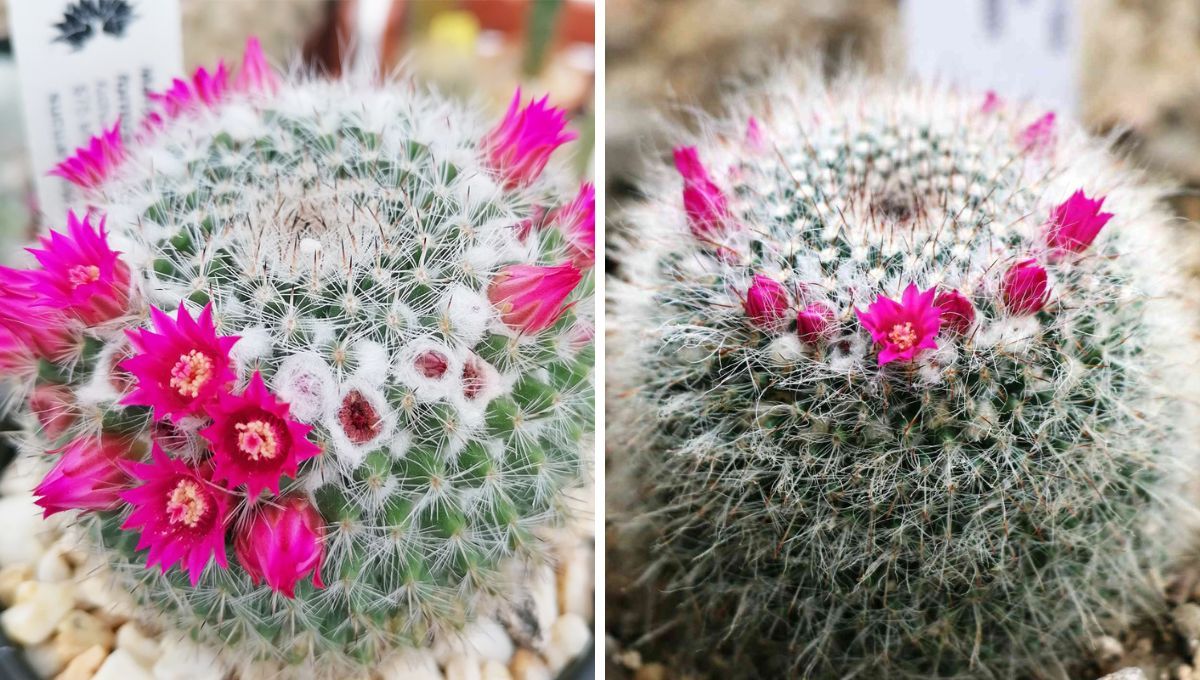 Cactus Mammillaria: consejos para que dé flores y crezca fuerte