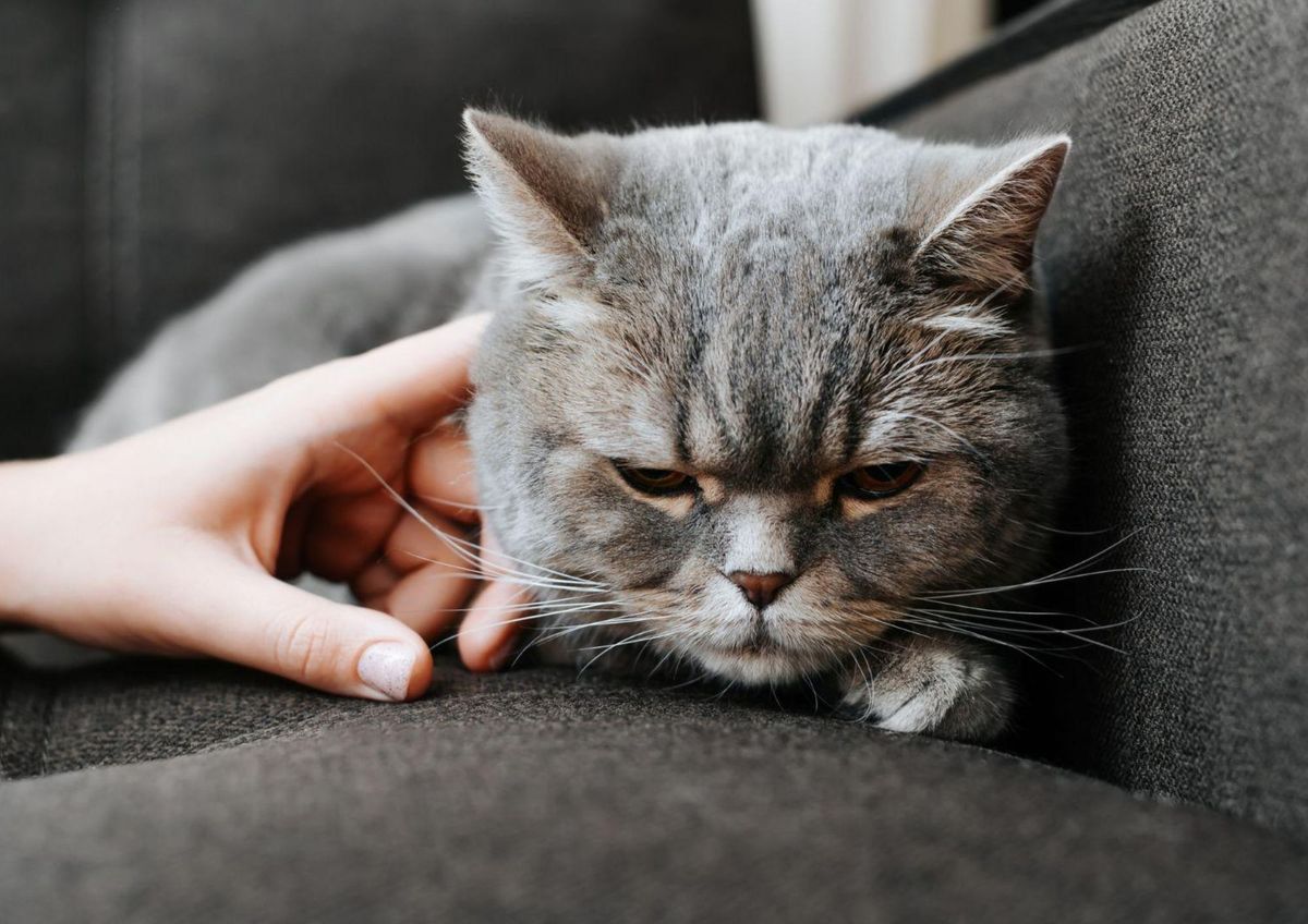 Gatos más felices y seguros