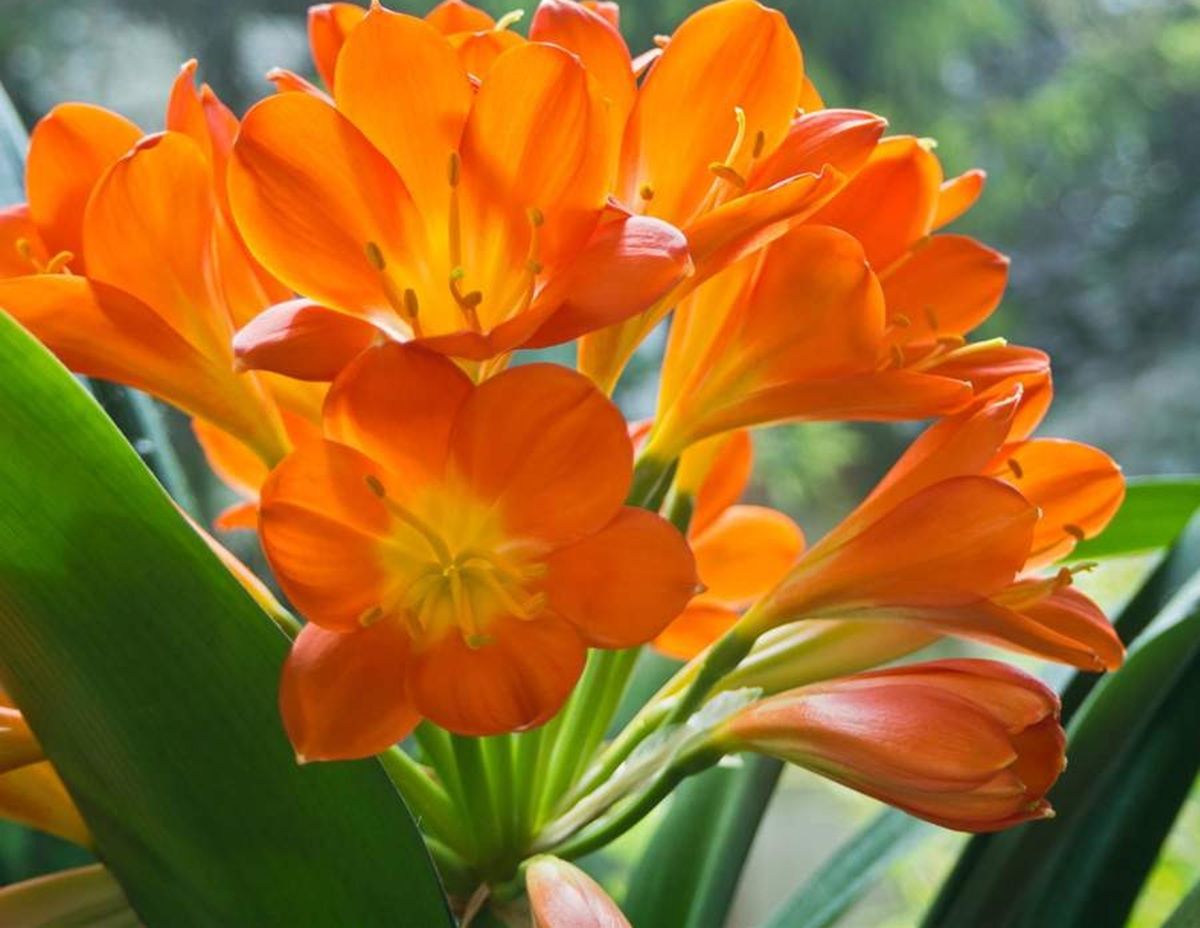 La planta que llenará tu jardín de flores naranjas durante la primavera.