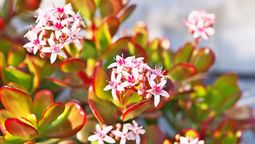 Por qué no florece mi árbol de jade en primavera Por qué no florece mi árbol de jade en primavera