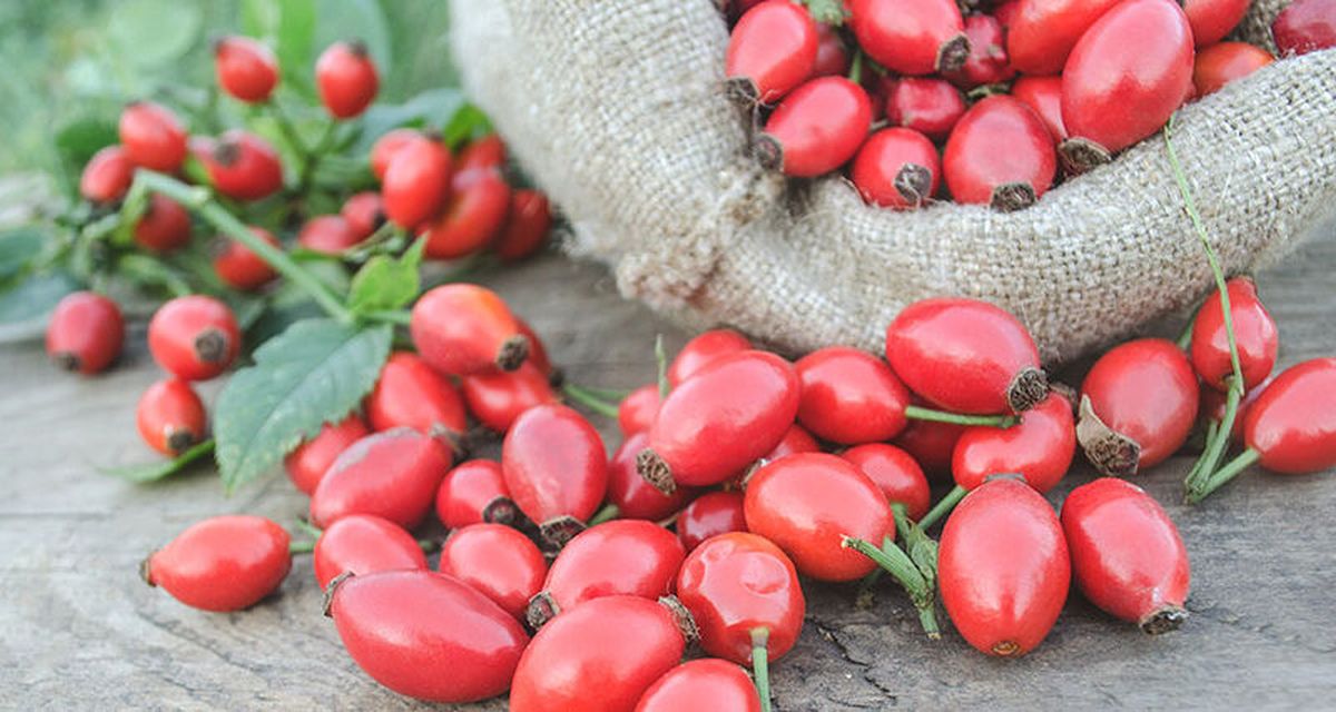 El té de rosa mosqueta tiene múltiples beneficios.